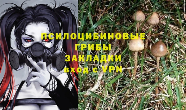 прущие грибы Михайлов